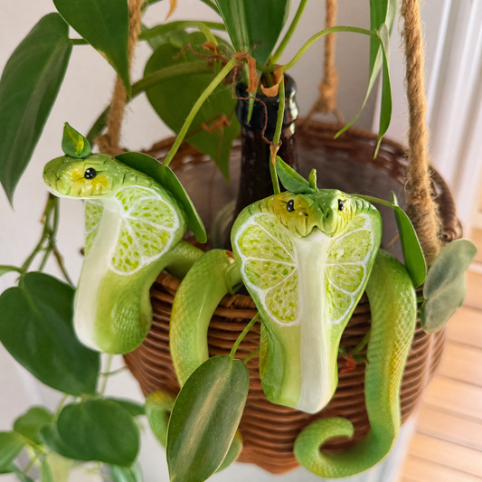 🌿Lime Cobra Plant Buddy