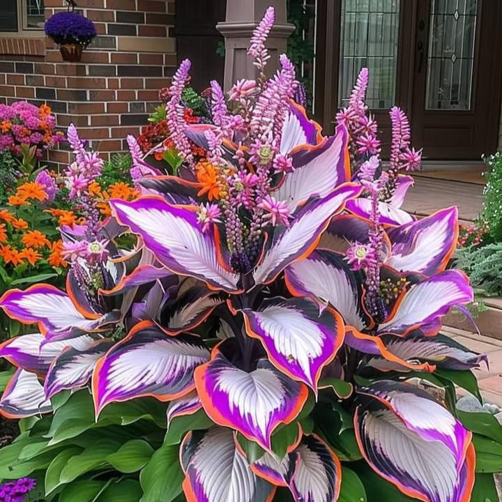 ⏰Last Day Promotion🔥Premium Rare Hosta Seeds🌿Shade-Tolerant Plant