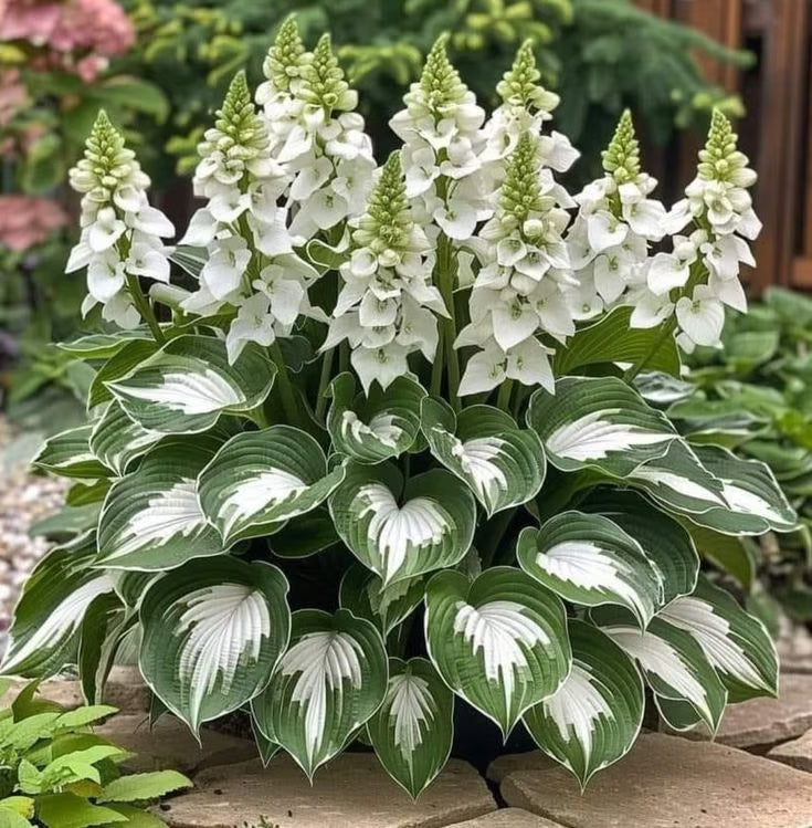 ⏰Last Day Promotion🔥Premium Rare Hosta Seeds🌿Shade-Tolerant Plant