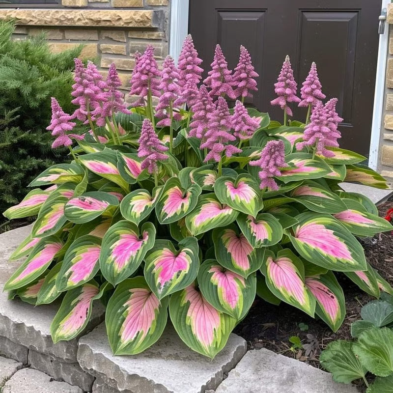 ⏰Last Day Promotion🔥Premium Rare Hosta Seeds🌿Shade-Tolerant Plant